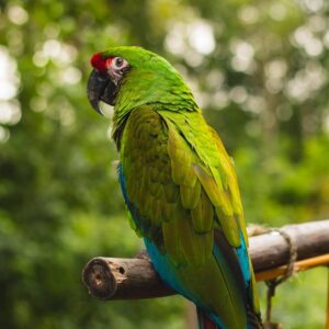 Meilitary macaw