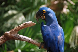 Hyacinth Macaw 