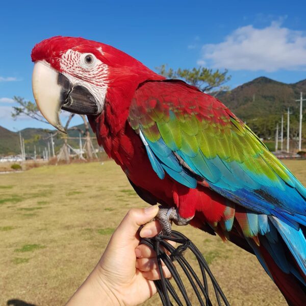 green wing macaw
