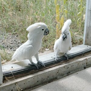 umbrella cockatoo 