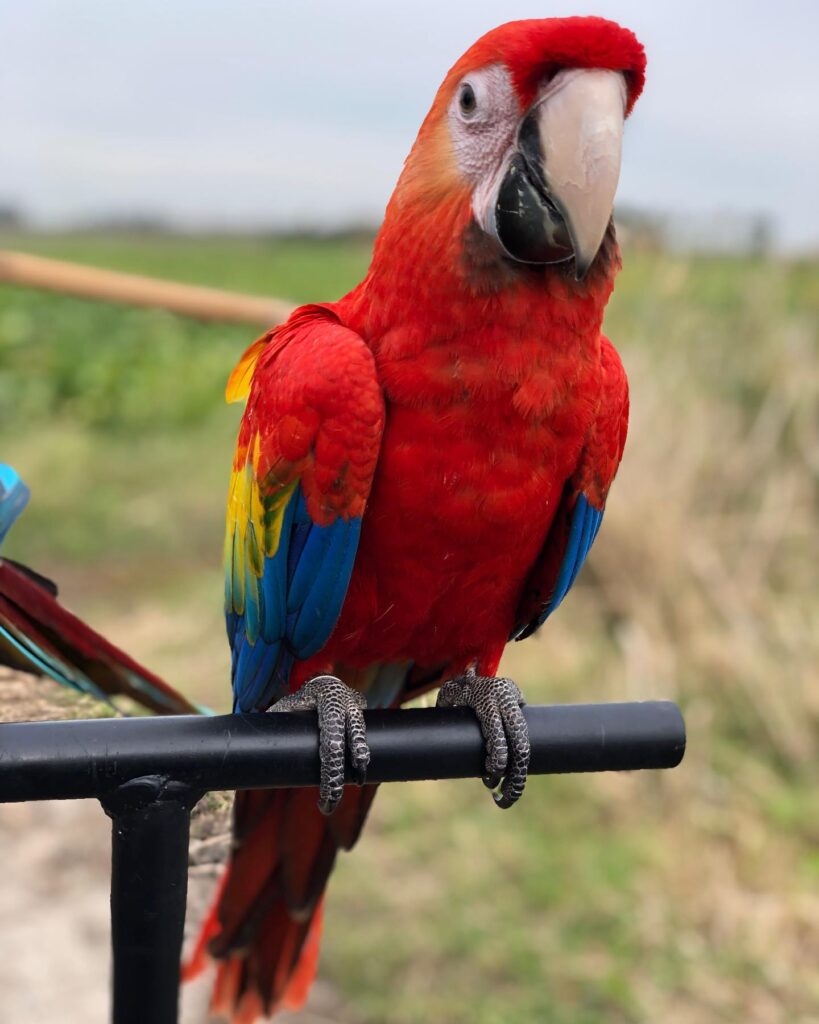 Best Scarlet Macaw For Sale | Sydney Parrots Farm